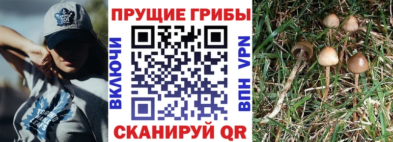 Галлюциногенные грибы Psilocybe  Дюртюли 